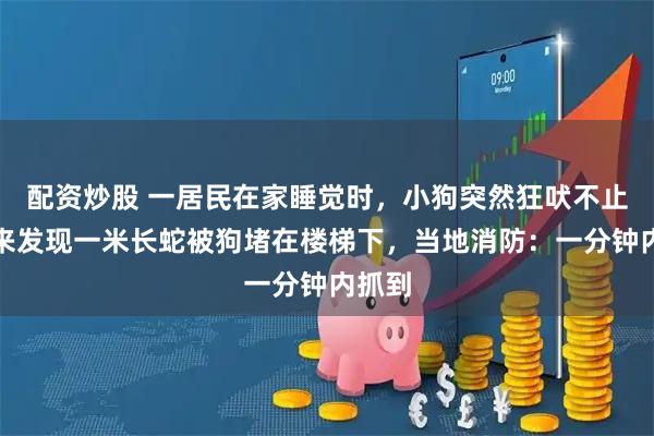 配资炒股 一居民在家睡觉时，小狗突然狂吠不止，醒来发现一米长蛇被狗堵在楼梯下，当地消防：一分钟内抓到
